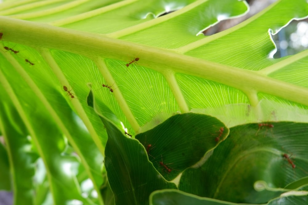 cây cảnh mùa đông