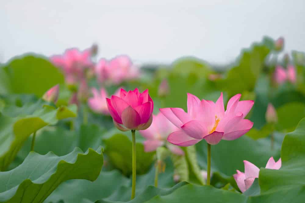 đối nhân xử thế