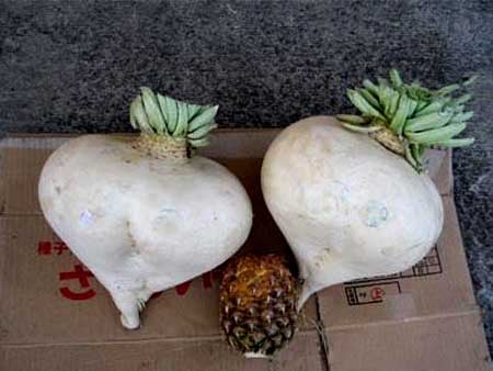 Kagoshima: Địa linh nhân kiệt