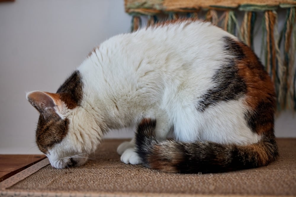 mèo